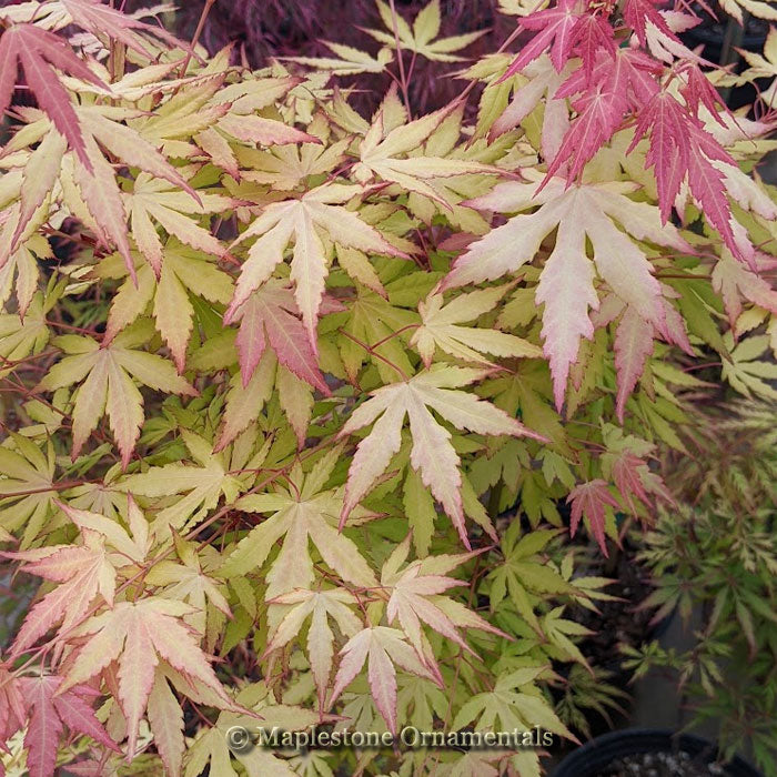 Inferno Maple Tree Inferno – Maplestone Ornamentals