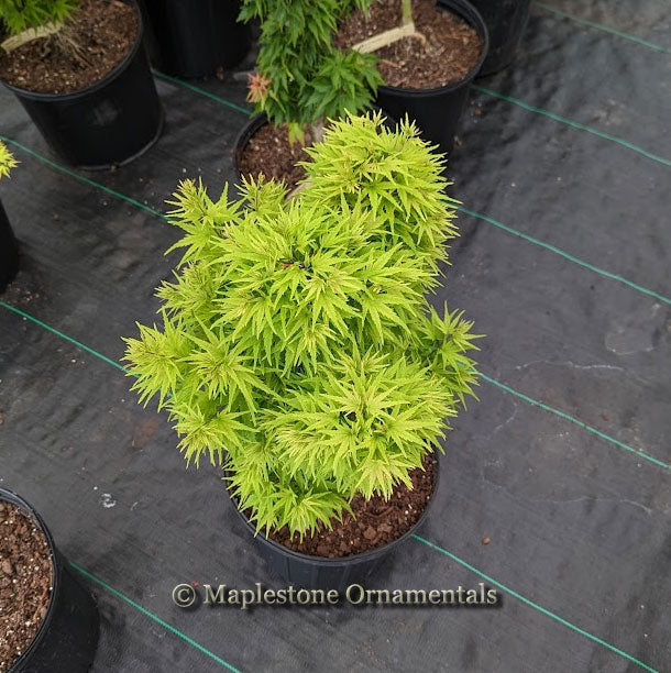 果物 jewel Jewels – Maplestone Ornamentals