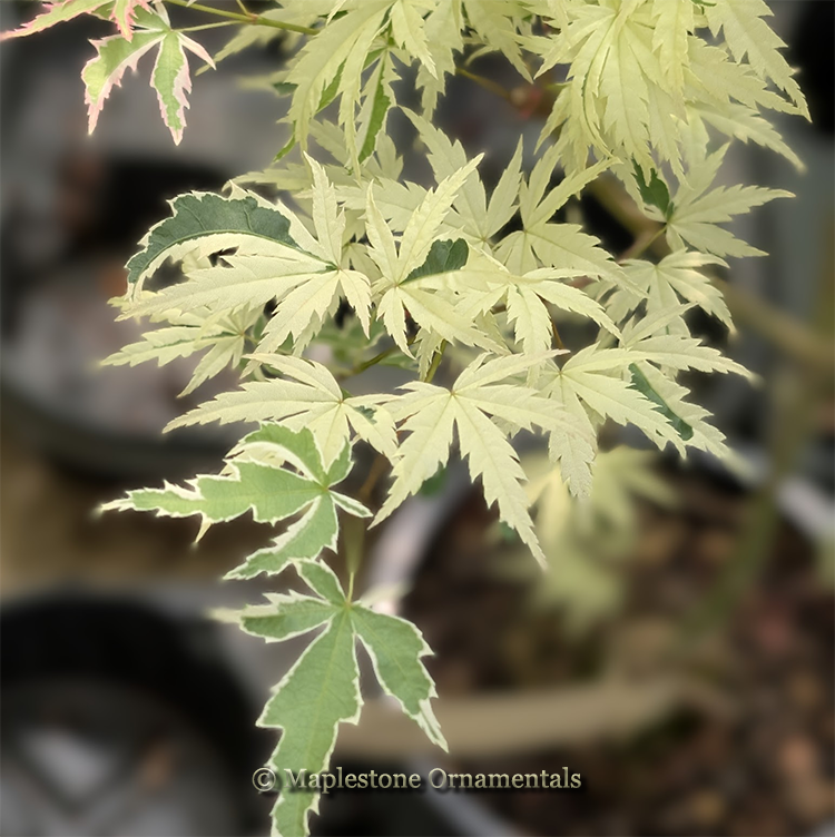 Products – Page 7 – Maplestone Ornamentals
