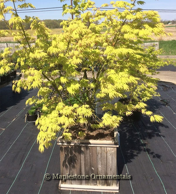 Killarney – Maplestone Ornamentals