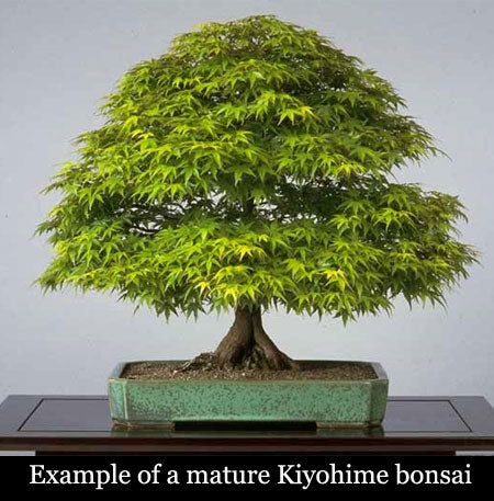 Kiyohime – Maplestone Ornamentals