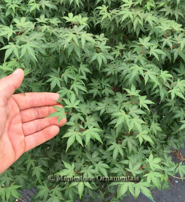 Komachi hime – Maplestone Ornamentals