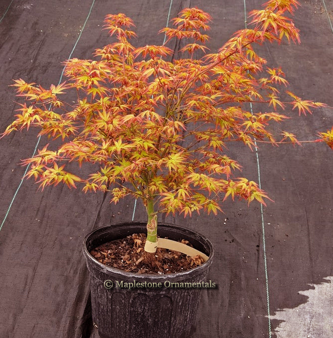 himemama　0423 Komachi hime – Maplestone Ornamentals