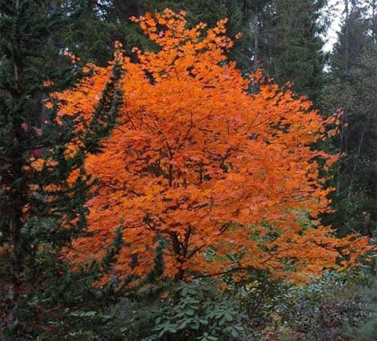 Korean Maple