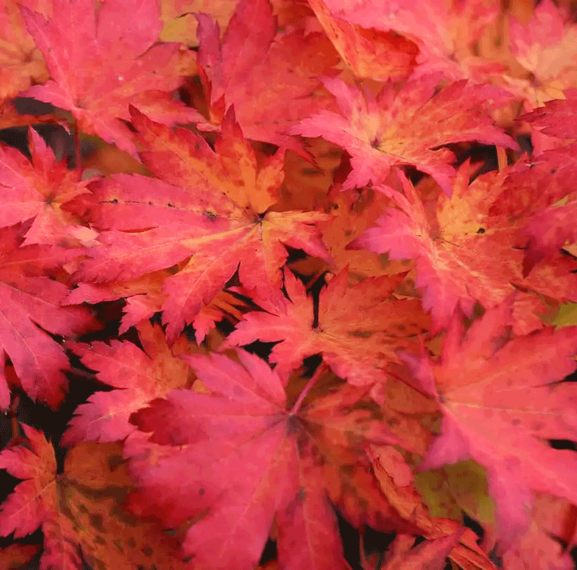 Korean Maple