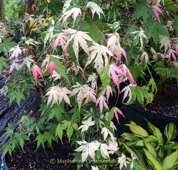 Kotobuki – Maplestone Ornamentals