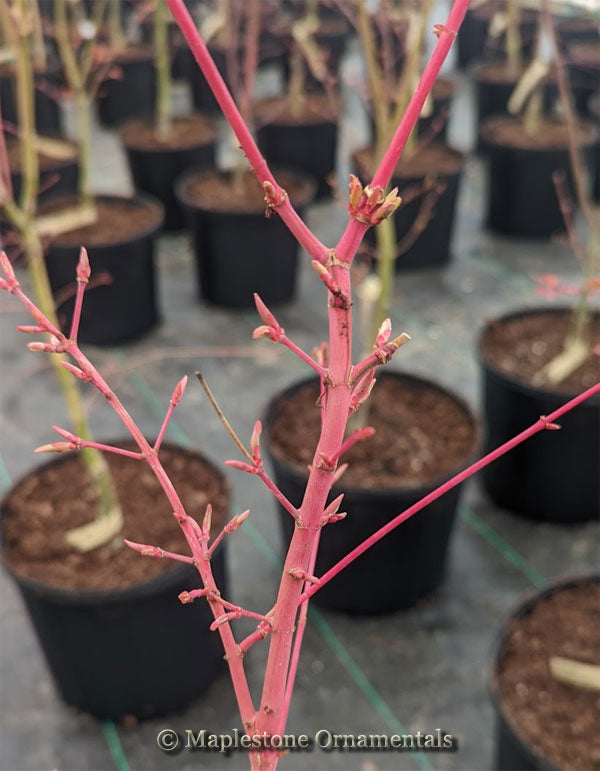 Kotobuki – Maplestone Ornamentals