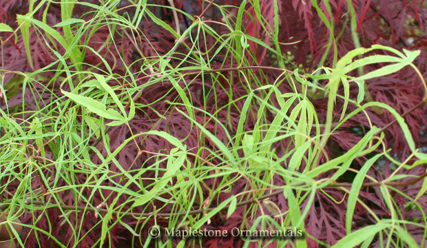 Koto no ito – Maplestone Ornamentals