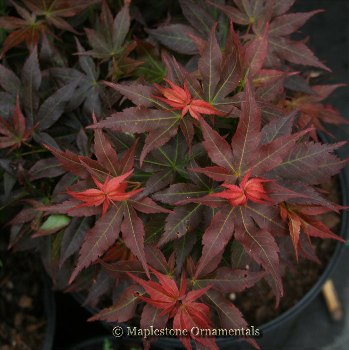 Kurenai jishi – Maplestone Ornamentals