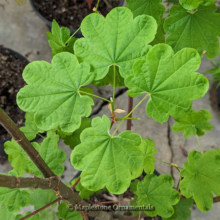 house plant with maple like leaves Lillypad Vine Maple – Maplestone Ornamentals