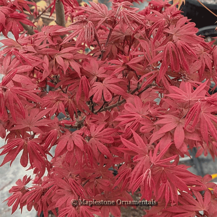 Little Red