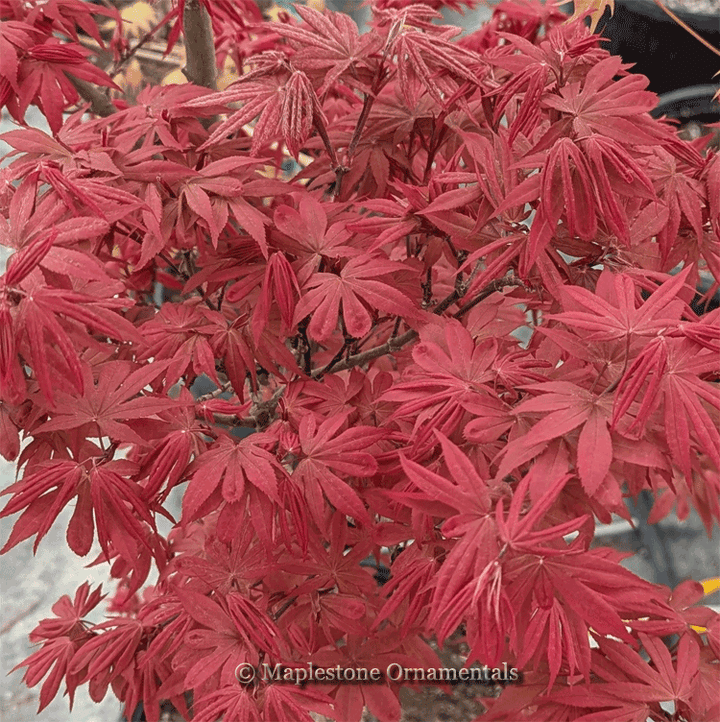 Little Red