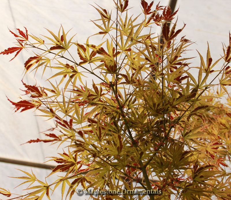 Maplebara Manyo Manyo no sato – Maplestone Ornamentals