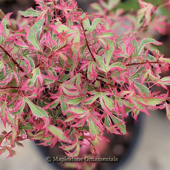 メルルールマモル Marlo – Maplestone Ornamentals