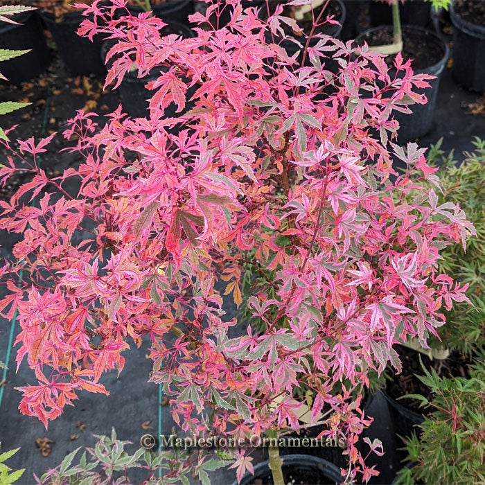 Marlo – Maplestone Ornamentals