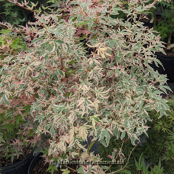 メルルールマモル Marlo – Maplestone Ornamentals