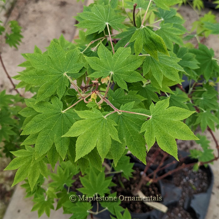 Mikasa yama – Maplestone Ornamentals