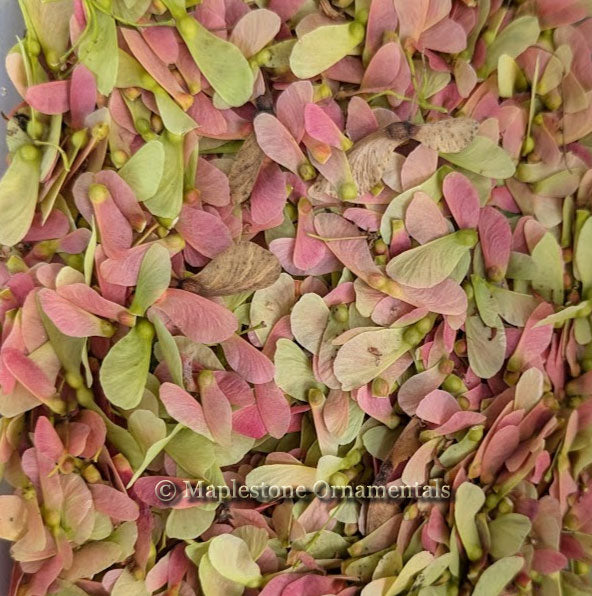 Mikawa yatsubusa SEED