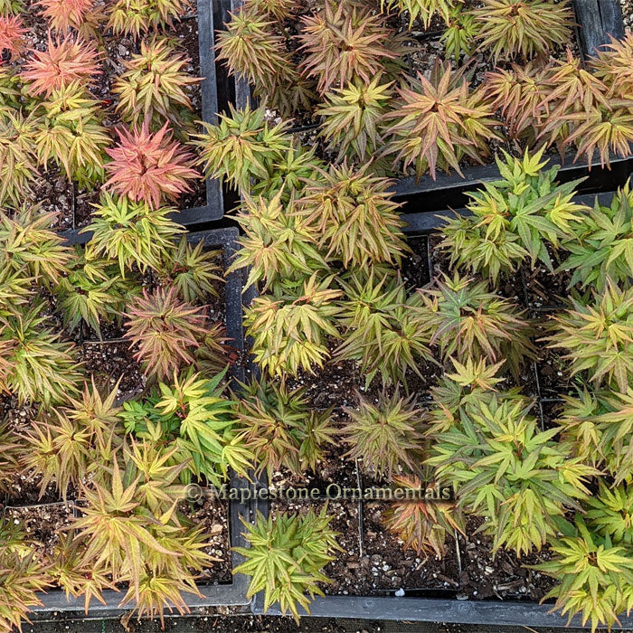 Mikawa yatsubusa SEED