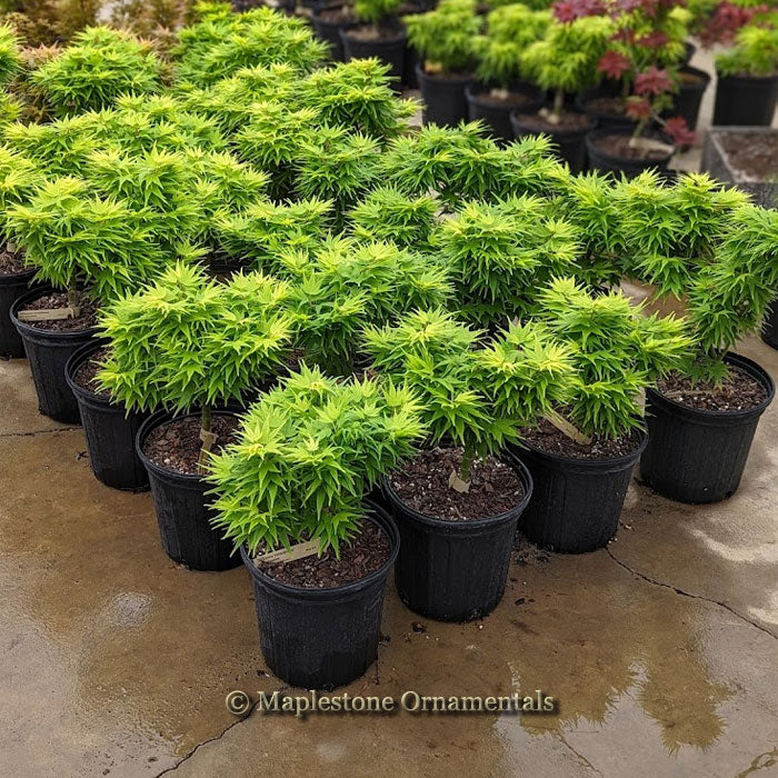 Mikawa Yatsubusa – Maplestone Ornamentals