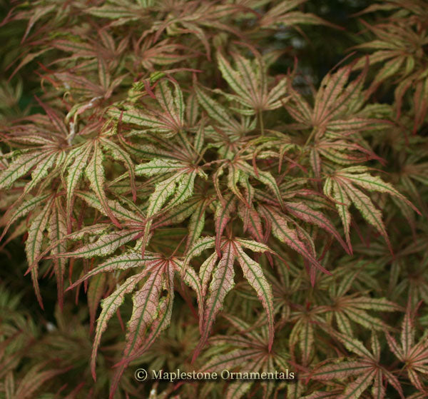 mikazuki Mikazuki Japanese Maple - 2 gallon – Farmington Gardens