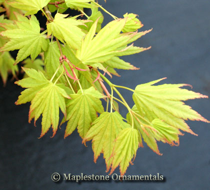 米山舞　everlasting plants acer-palmatum-schichihenge-
