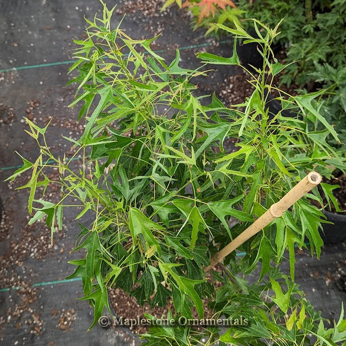 OMO Mr.oat elephantotis子株3点（OC） Platycerium elephantotis - Easy tips on propagation through