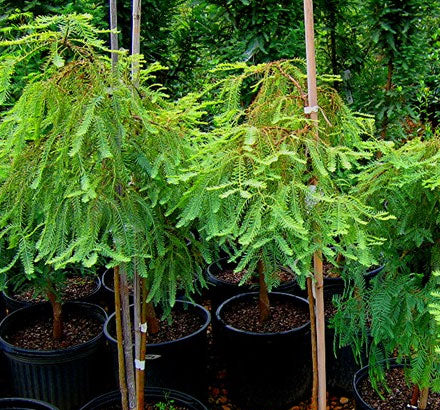 Conifers