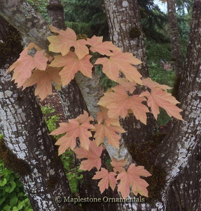 Mochia Roses Mocha Rose – Maplestone Ornamentals