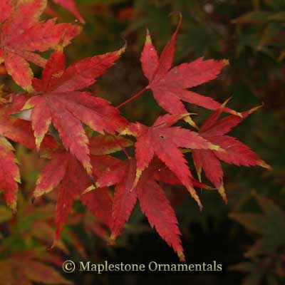 Murakumo – Maplestone Ornamentals