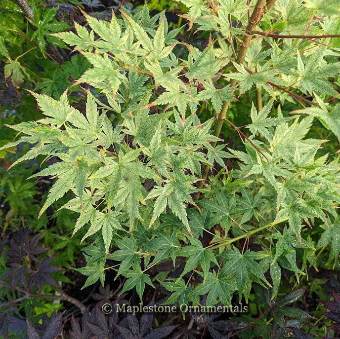 Murakumo – Maplestone Ornamentals
