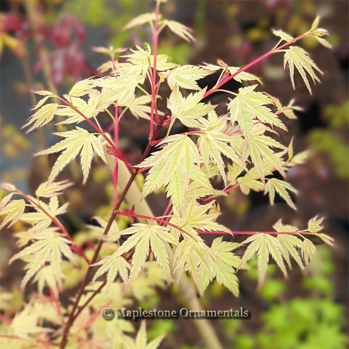 もこまる Murakumo – Maplestone Ornamentals