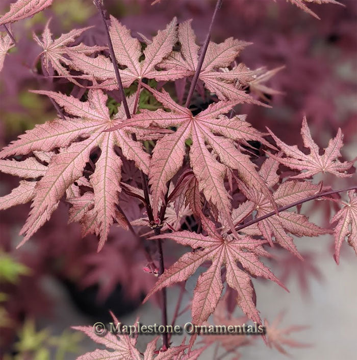 Nebula – Maplestone Ornamentals
