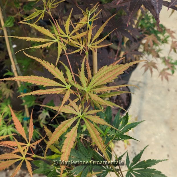 Orange Flame – Maplestone Ornamentals