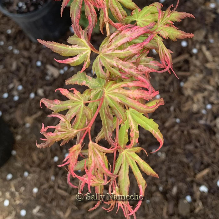 Ori zuru – Maplestone Ornamentals