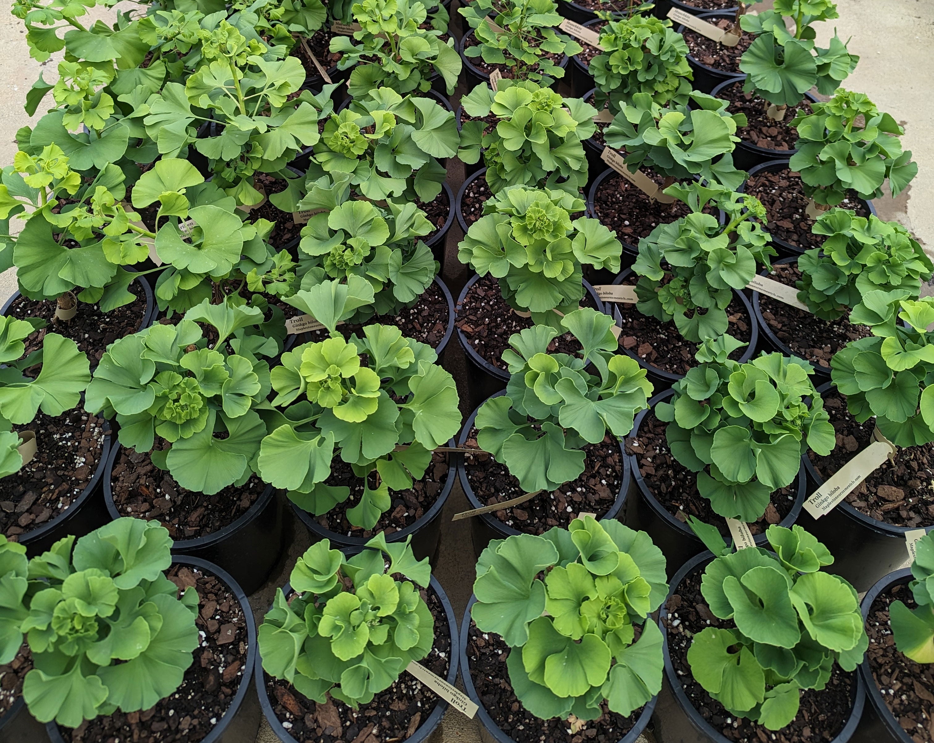 Maplestone Ornamentals