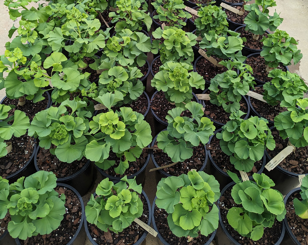 Maplestone Ornamentals