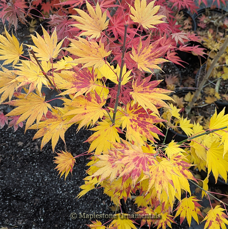 Palmatifolium