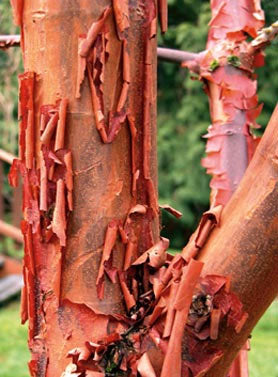 Paperbark Maple