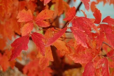 Paperbark Maple