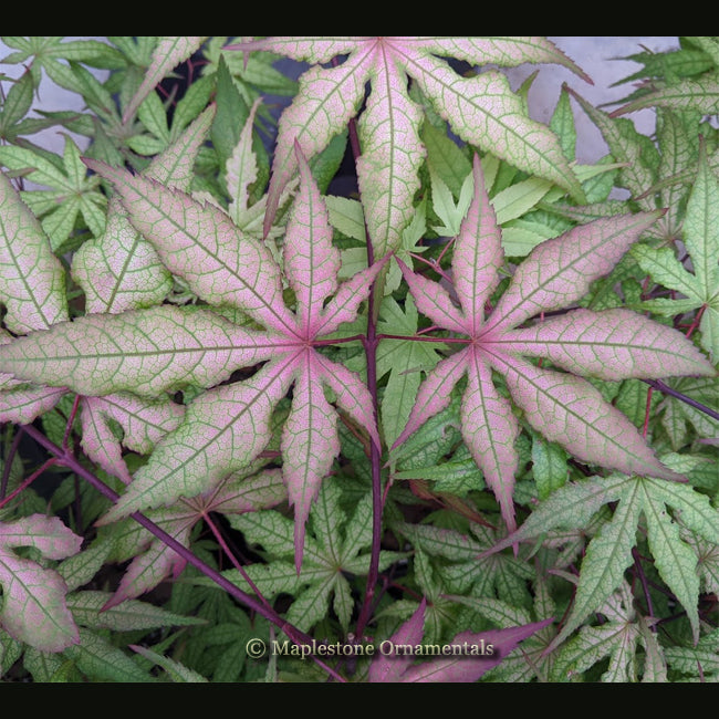 Pastel – Maplestone Ornamentals