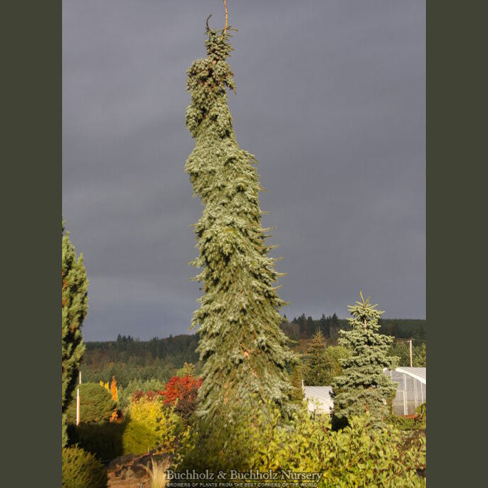 Pendula Bruns