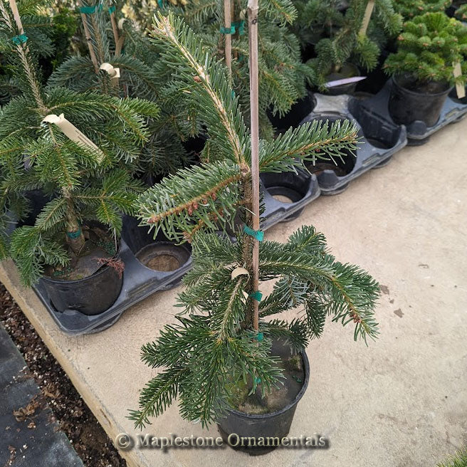 Aratama – Maplestone Ornamentals