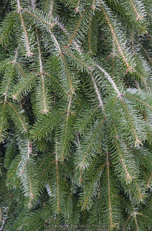 Pendula Fir