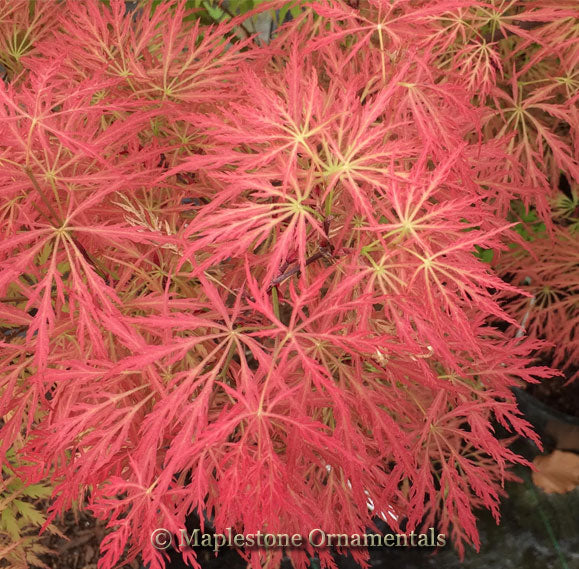 Pink Filigree