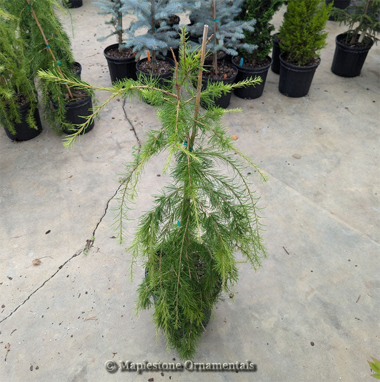 Conifers