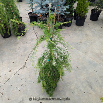 Conifers – Maplestone Ornamentals