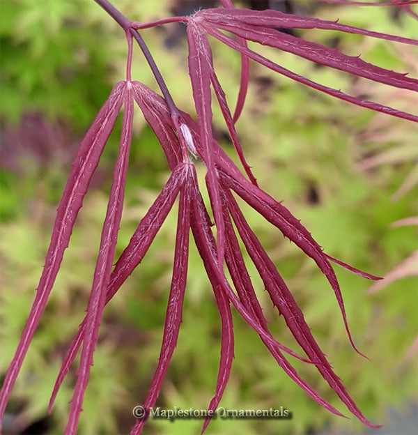 Japanese Maples – Page 3 – Maplestone Ornamentals