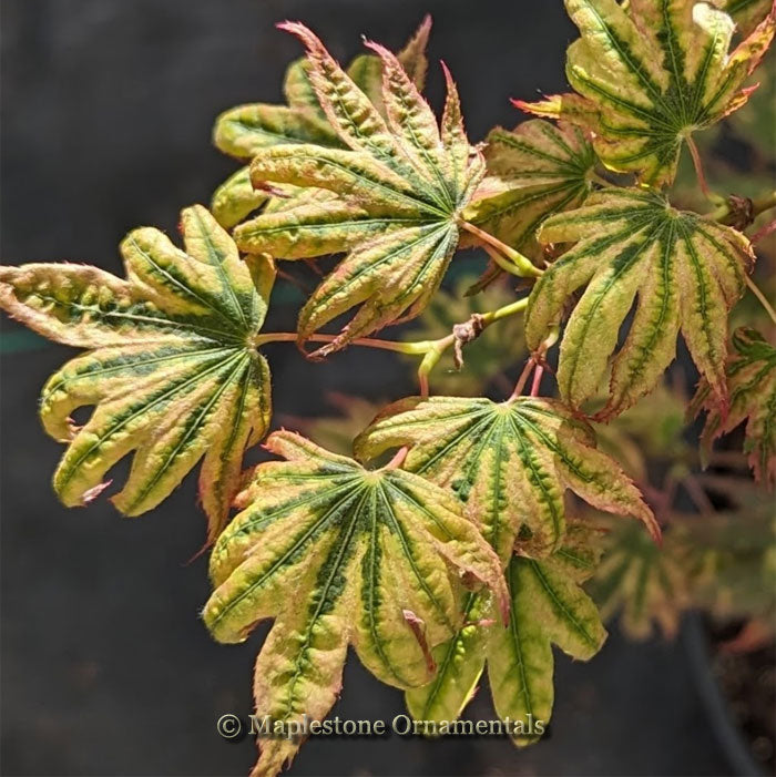 Purple Curl – Maplestone Ornamentals