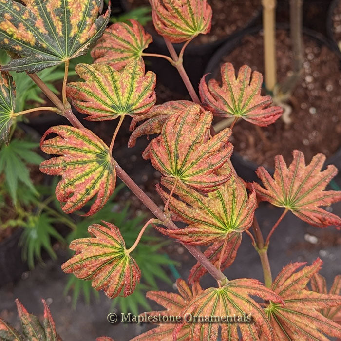Purple Curl – Maplestone Ornamentals